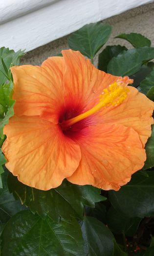 20150801_150426 - Hibiscus Jays Orange