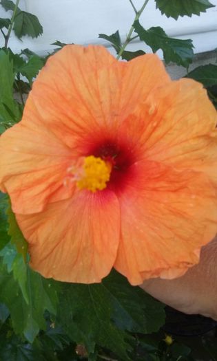 20150801_165635 - Hibiscus Jays Orange