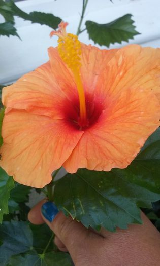 20150801_165641 - Hibiscus Jays Orange