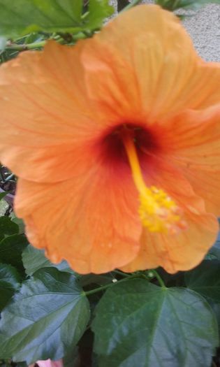 20150801_165756 - Hibiscus Jays Orange
