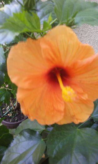 20150801_165806 - Hibiscus Jays Orange