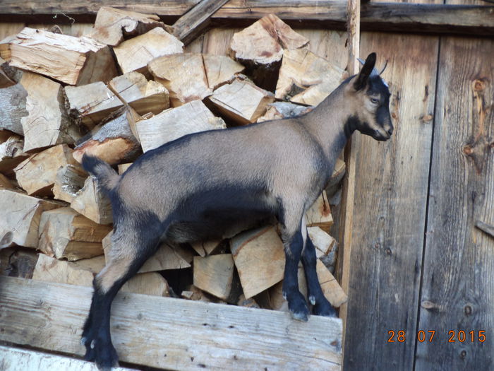 Cezara la inaltime-88