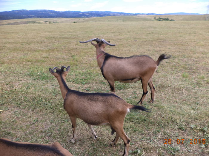 Dealul Vaii Toplitei