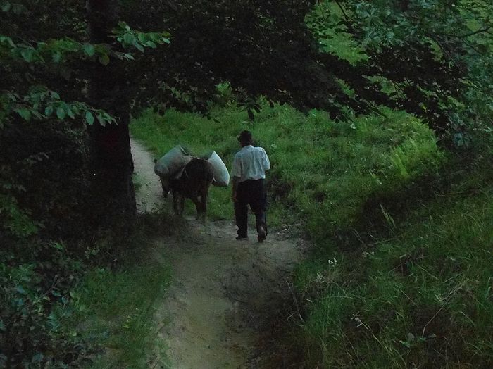 cu magarul; venind de la fan
