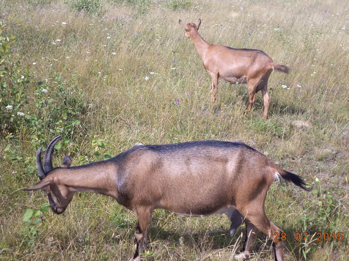 La plop tremurator-9