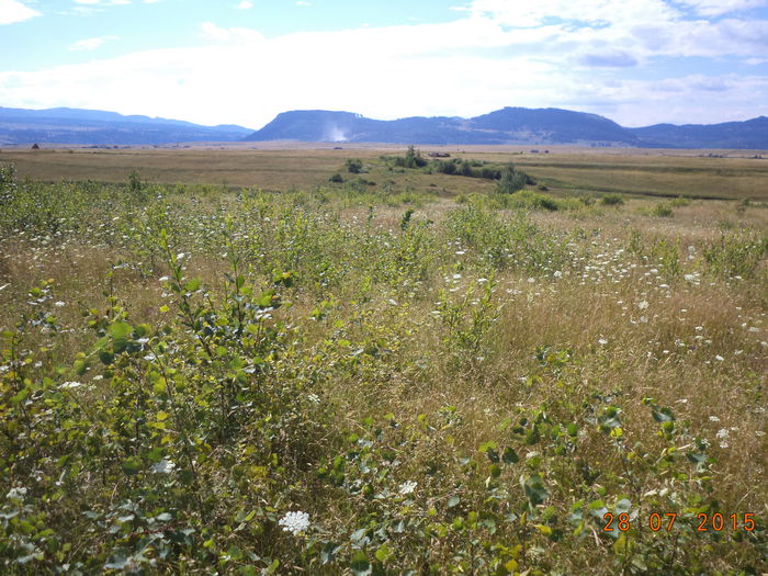 Locuri bune de pasunat-37