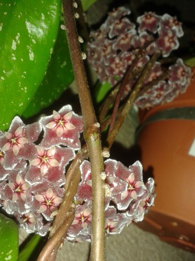 20150801_225256 - pubicalyx silver pink