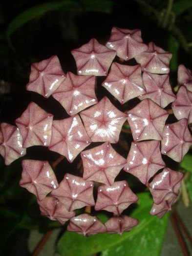 20150801_225159 - pubicalyx silver pink