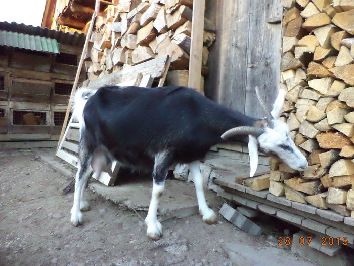 Roadem scoarta de molid