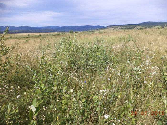 Salcie si plop tremurator