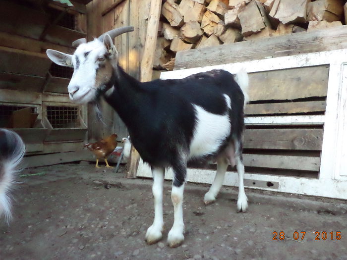 Steluta o caprita buna