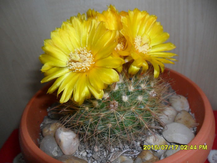 SAM_0650 - Cactusi si suculente 2015