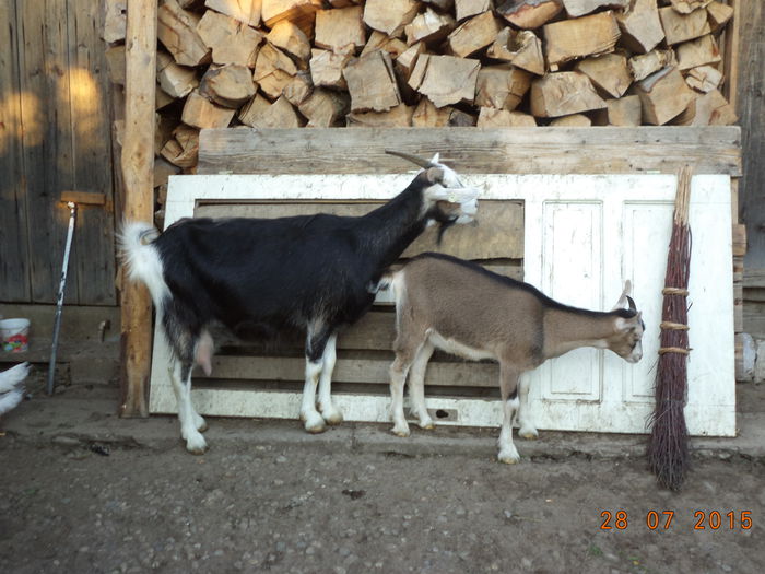 Steluta si Bubulina-8h