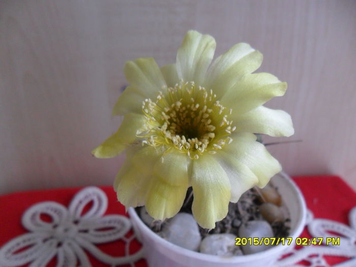 SAM_0651 - Cactusi si suculente 2015