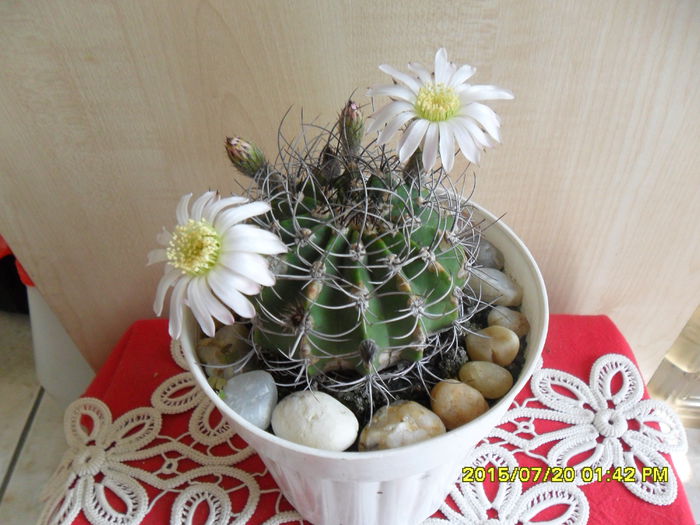 SAM_0661 - Cactusi si suculente 2015
