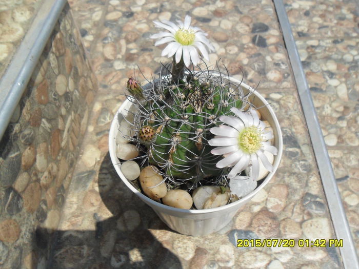 SAM_0663 - Cactusi si suculente 2015