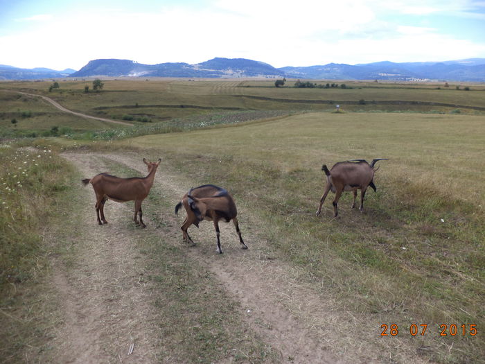 Un loc cu catina de cultura