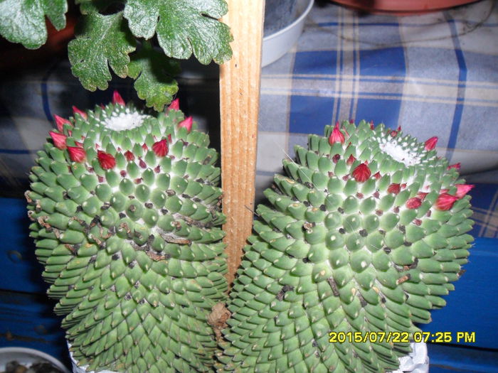 SAM_0703 - Cactusi si suculente 2015