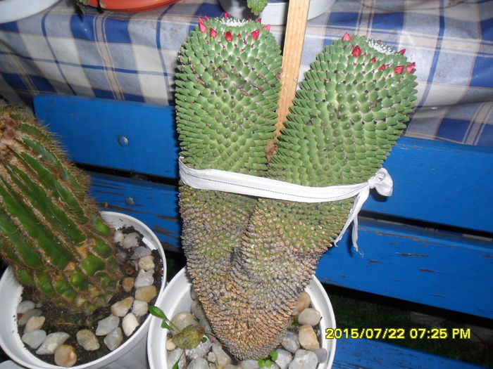 SAM_0704 - Cactusi si suculente 2015