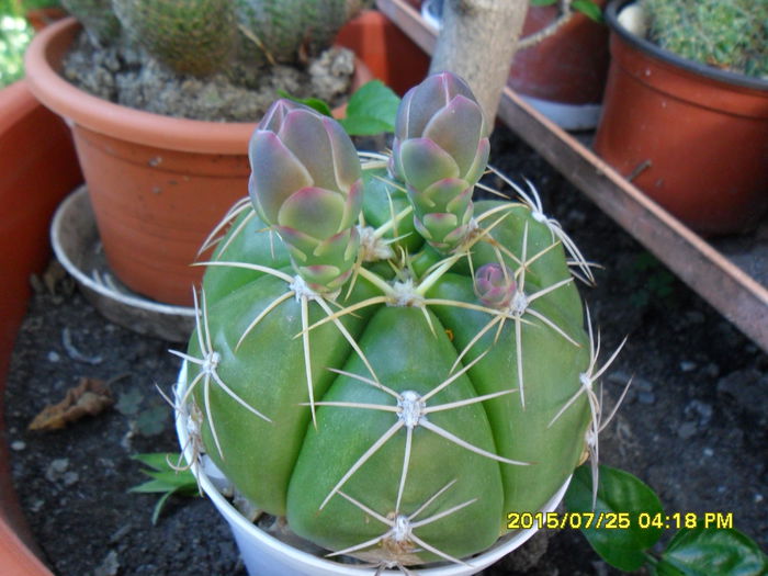 SAM_0729 - Cactusi si suculente 2015