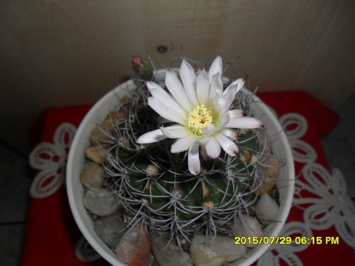 SAM_0772 - Cactusi si suculente 2015