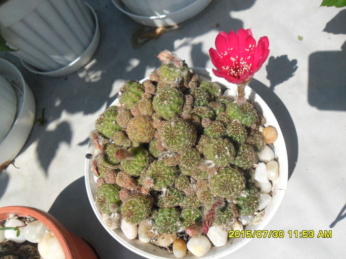 SAM_0783 - Cactusi si suculente 2015