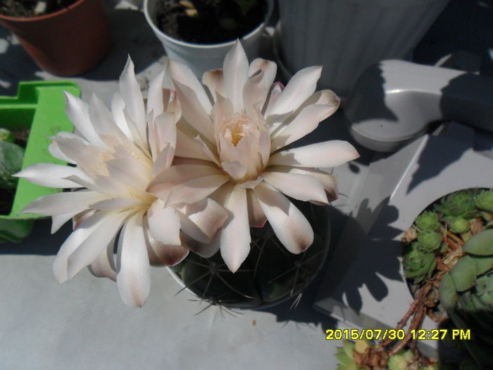 SAM_0785 - Cactusi si suculente 2015