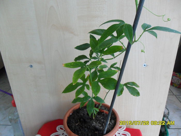 Passiflora incense de la Olgutza - Passiflora 2015