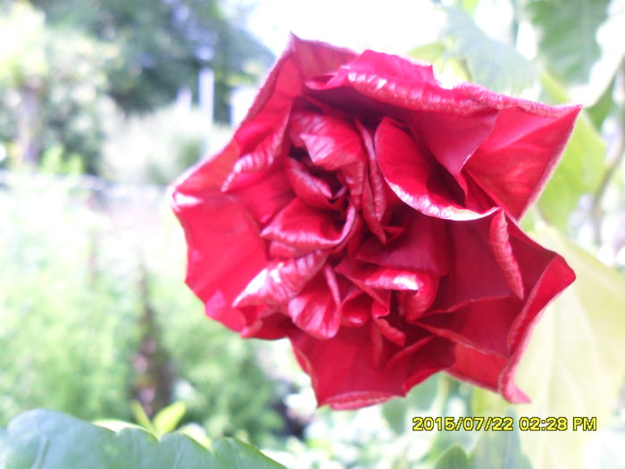 SAM_0690 - Hibiscusi 2015