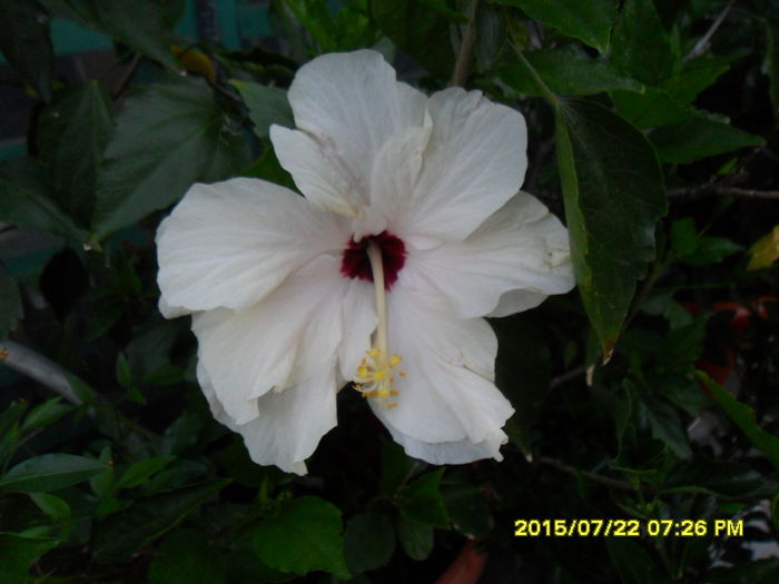 SAM_0706 - Hibiscusi 2015