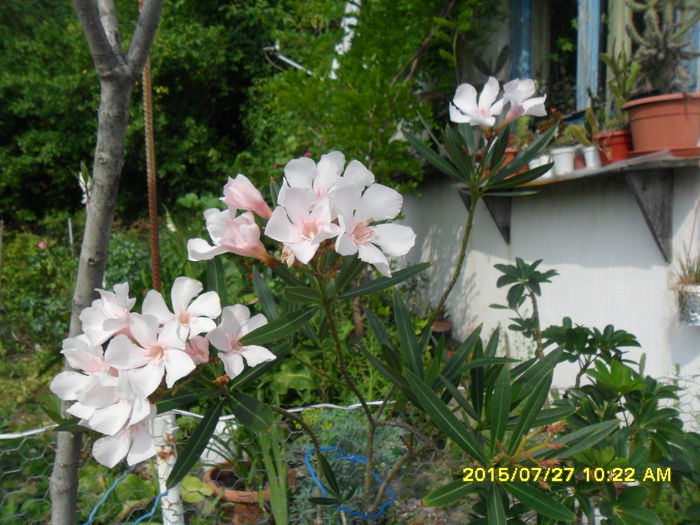 SAM_0761 - Serviciu 2015