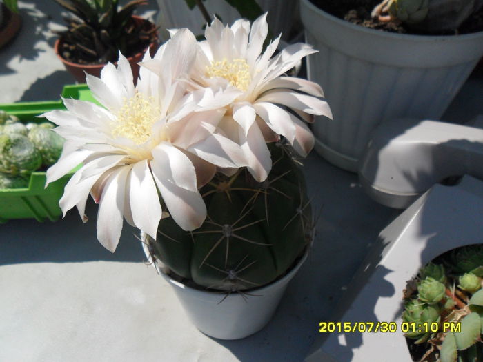 SAM_0798 - Serviciu 2015