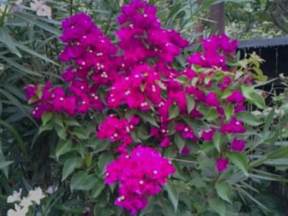 Fotografie6951 - Bougainvillea 2015