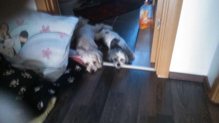 DSC_1165 - Fritz  Bella  Mimi