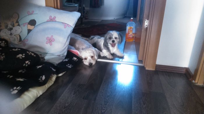 DSC_1161 - Fritz  Bella  Mimi