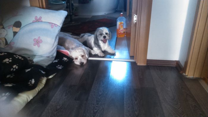 DSC_1162 - Fritz  Bella  Mimi