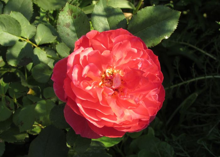 Reine Sammut - 2015 trandafiri -V
