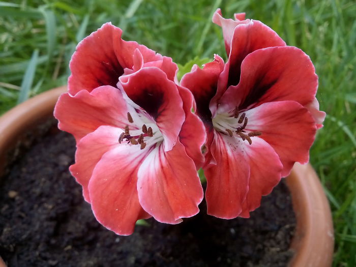 IMG_20150729_143337 - 2015 Flori in  gradina