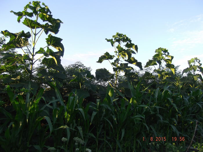 DSCF4435 - paulownia 2015