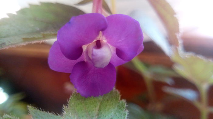 violacea semiplena - achimenes 2015