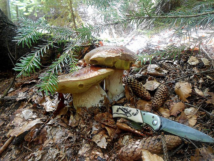 Mitarci; valea lui lom(lamba) hrib padure boletus edulis
