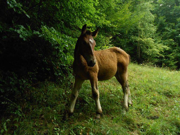 manz - Foto--peisaje_animale