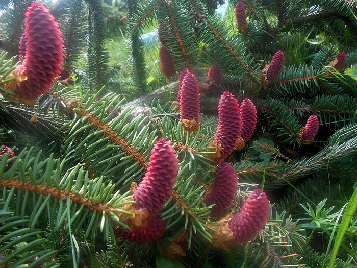 conuri molid - Foto--peisaje_animale