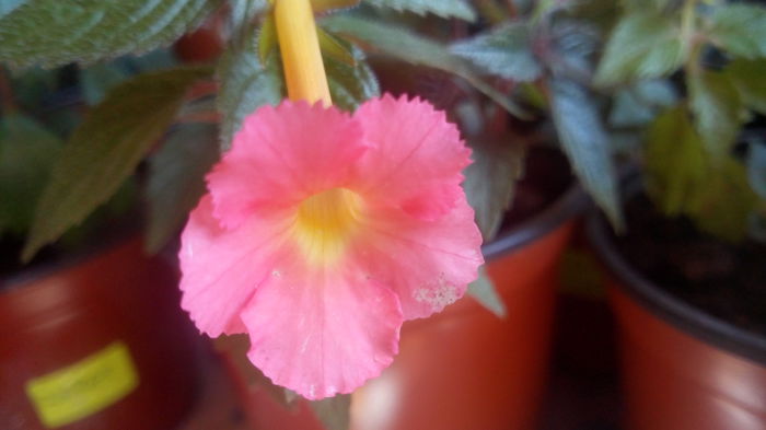 peach glow - achimenes 2015