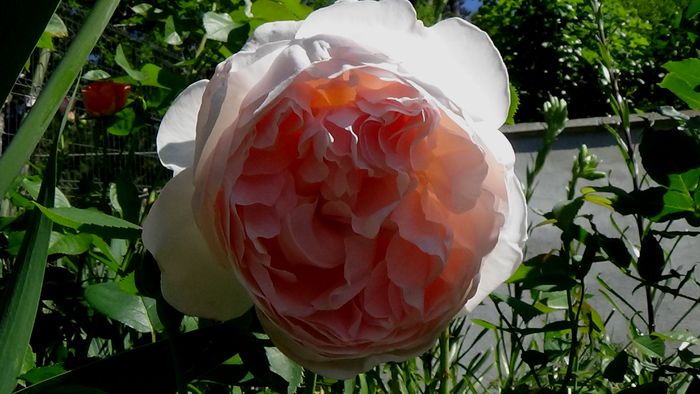 DSC03098 - TRANDAFIRI 2015 III