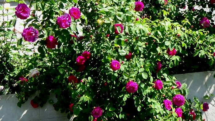 DSC03120 - TRANDAFIRI 2015 III