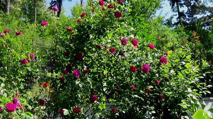 DSC03121 - TRANDAFIRI 2015 III