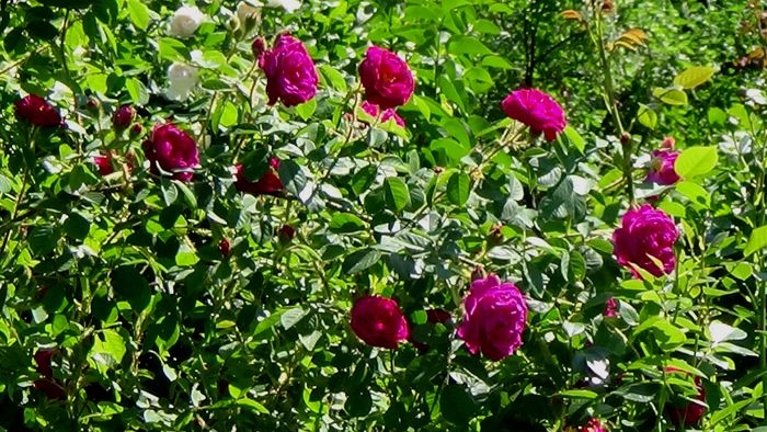 DSC03150 - TRANDAFIRI 2015 III