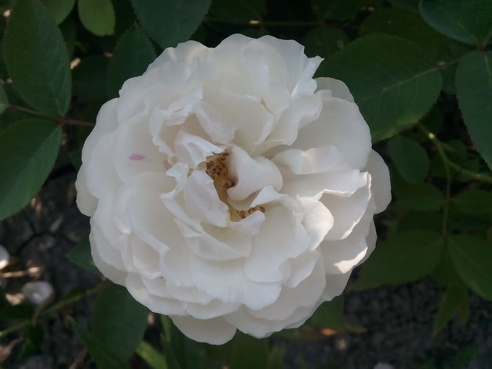 Winchester Cathedral