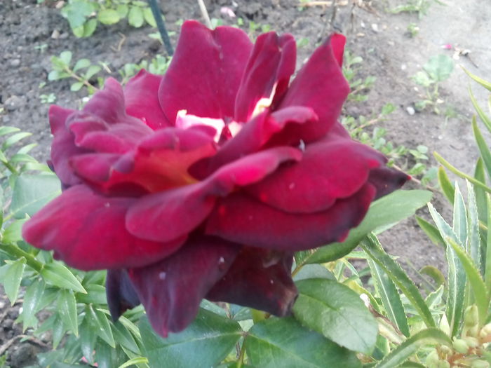 Eddy Mitchell - 2015 Trandafiri I